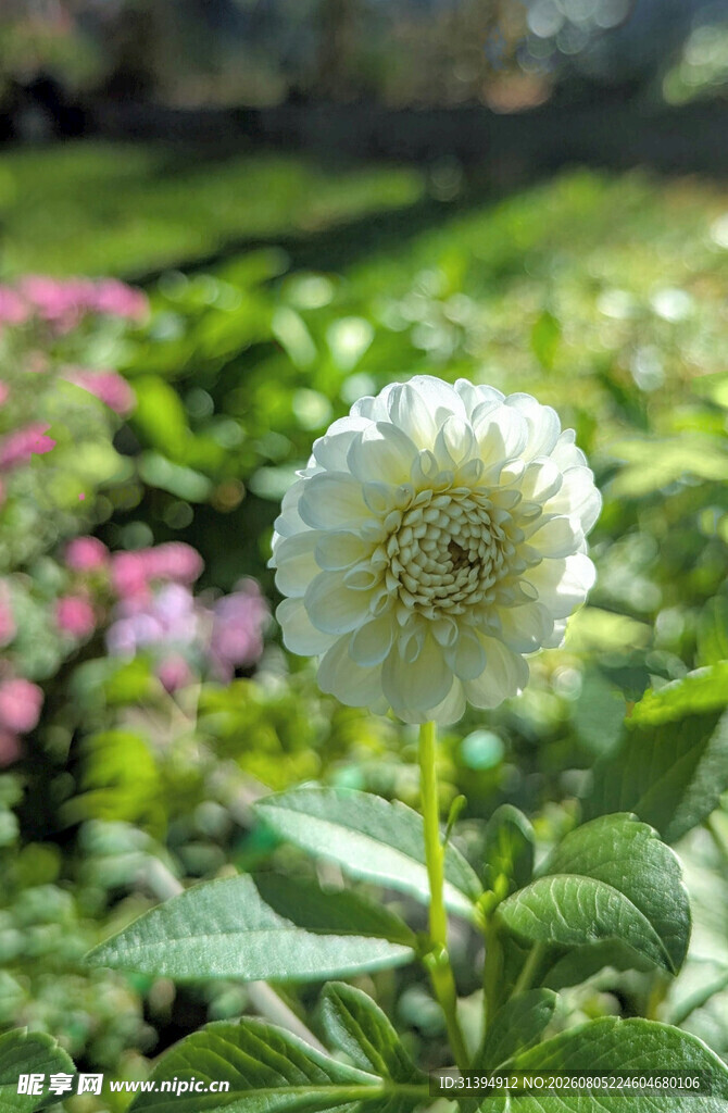 白色大丽花绽放于绿野