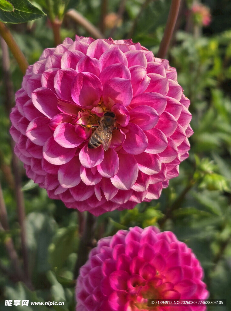 娇艳大丽花上的忙碌蜜蜂