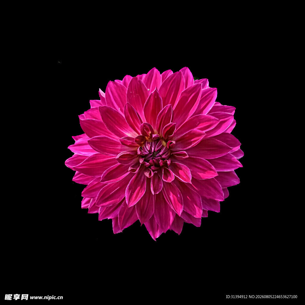 娇艳粉色大丽花特写