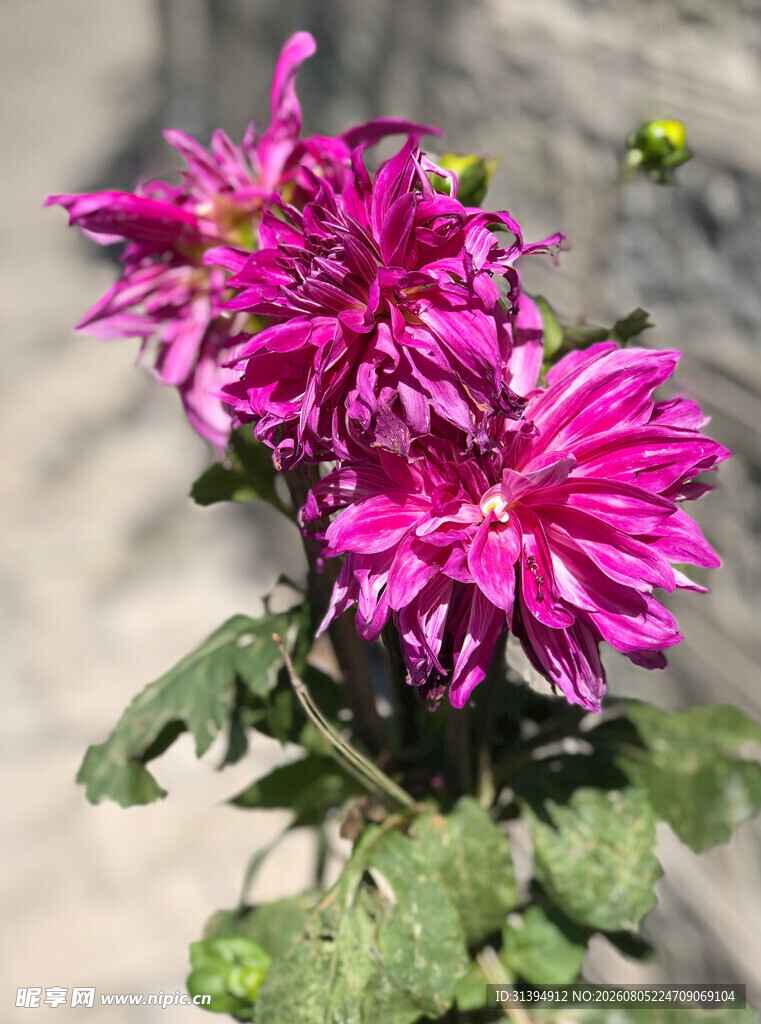 艳丽紫菊绽放