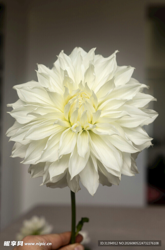 白色大丽花特写