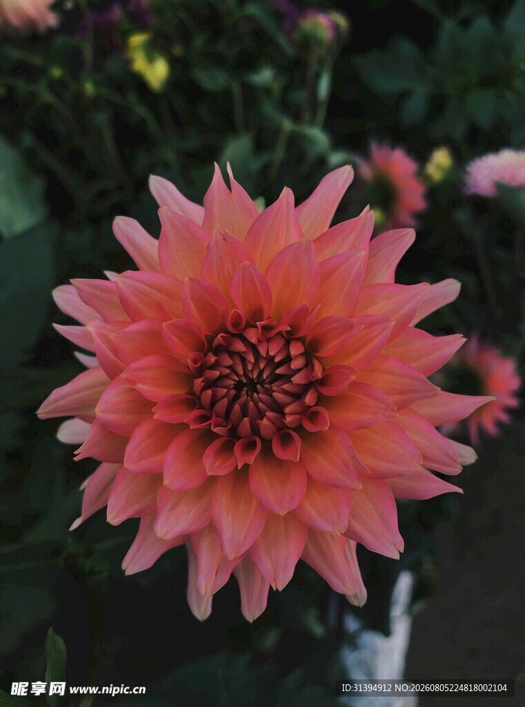 娇艳粉色菊花特写