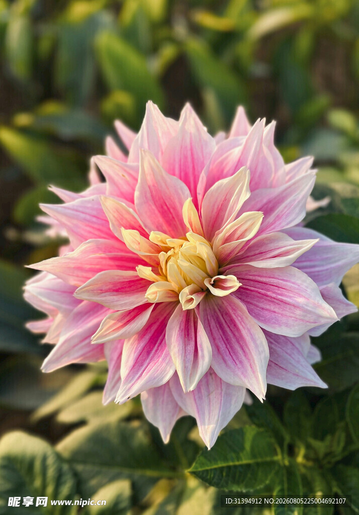 娇艳大丽花绽放