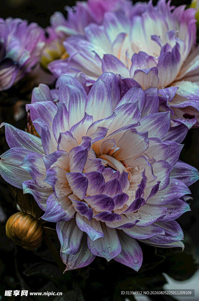 紫色大丽花特写