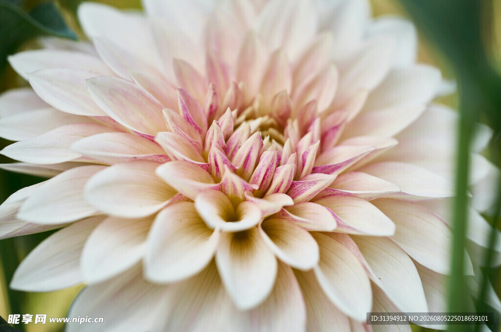 大丽花特写