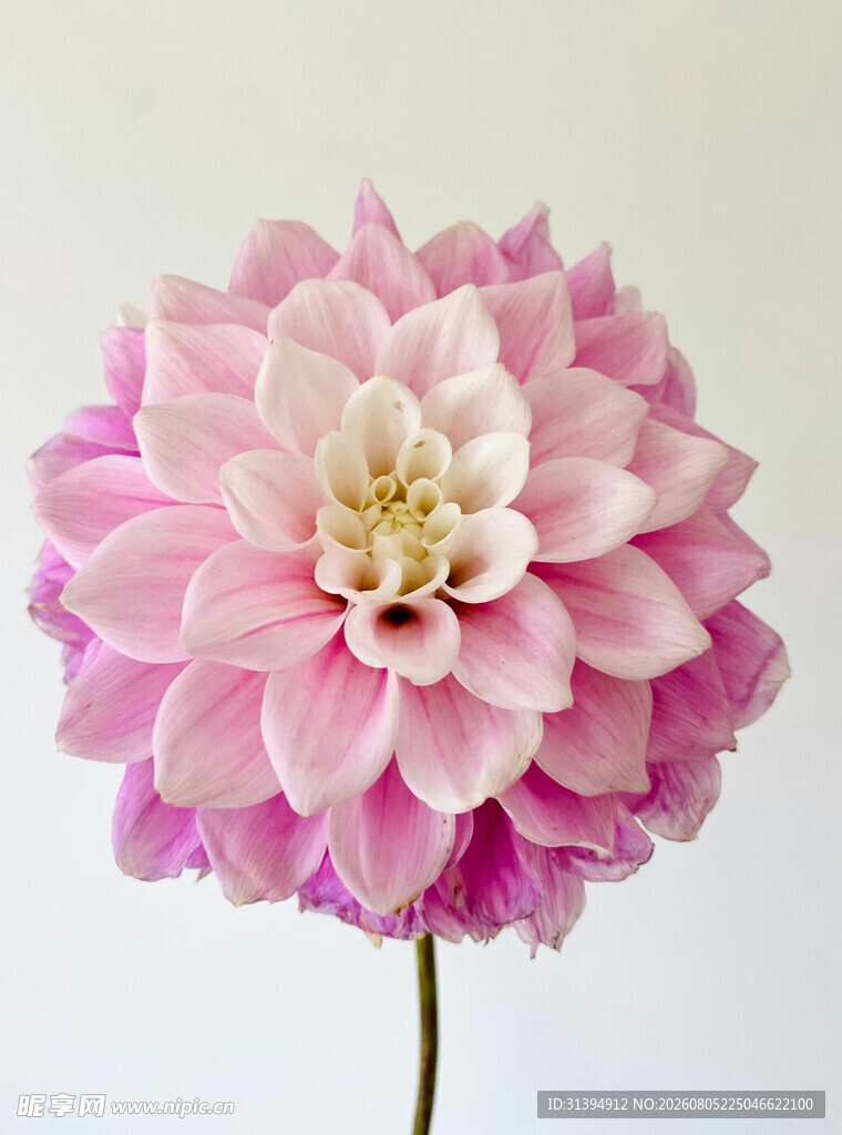 粉色大丽花特写