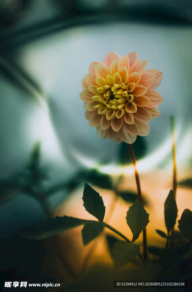 阳光下的娇艳大丽花