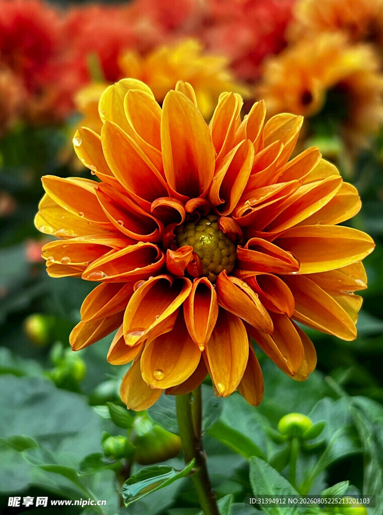 艳丽大丽花绽放生机