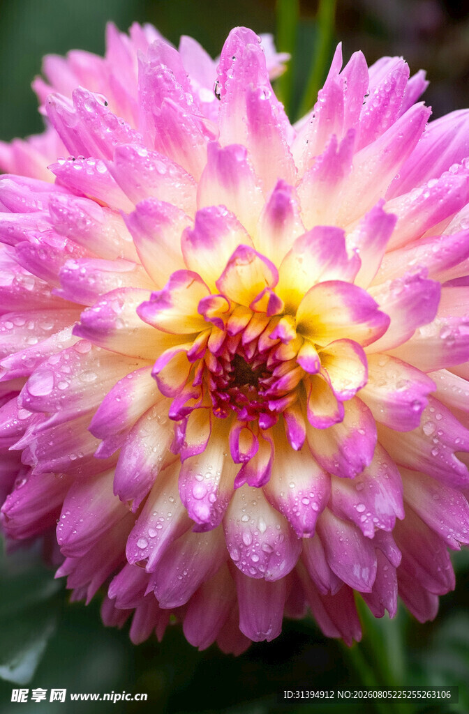 娇艳粉色大丽花特写