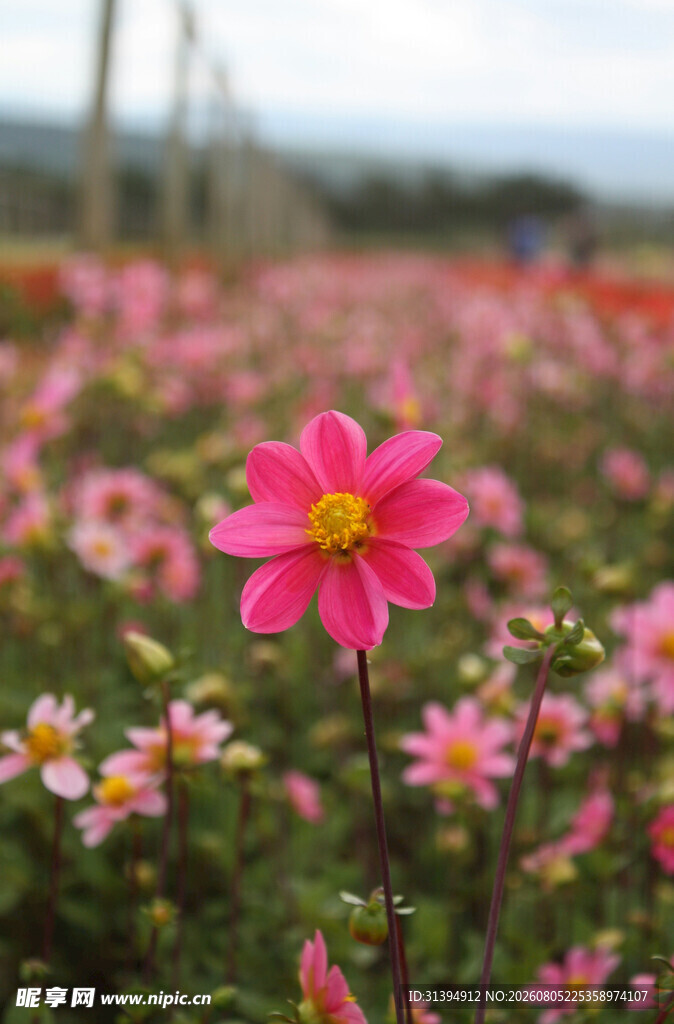 粉色大丽花绽放的花田