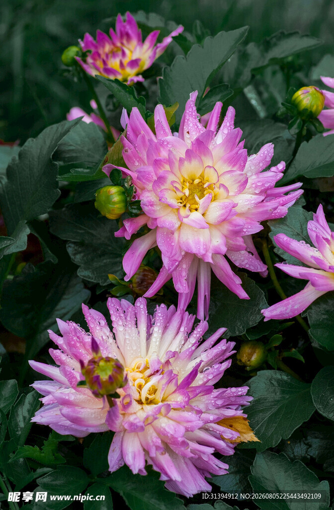 粉色大丽花上的忙碌蜜蜂