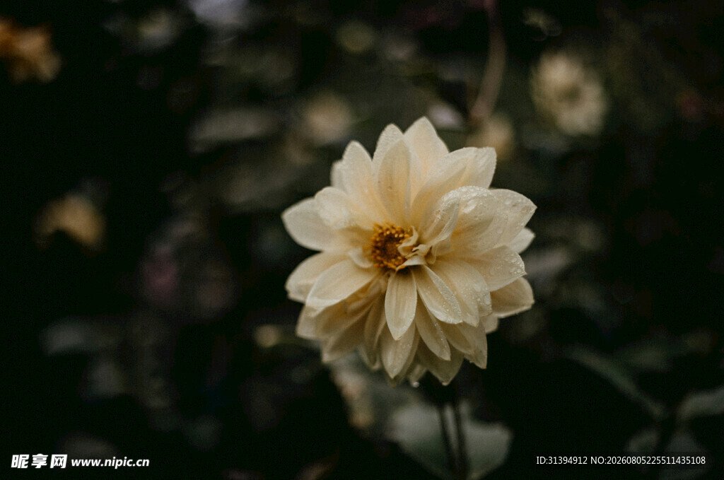 单朵淡黄大丽花特写