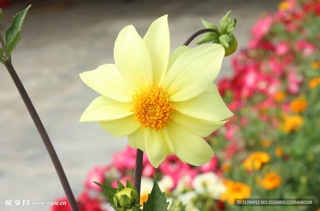 黄色大丽花绽放于花丛