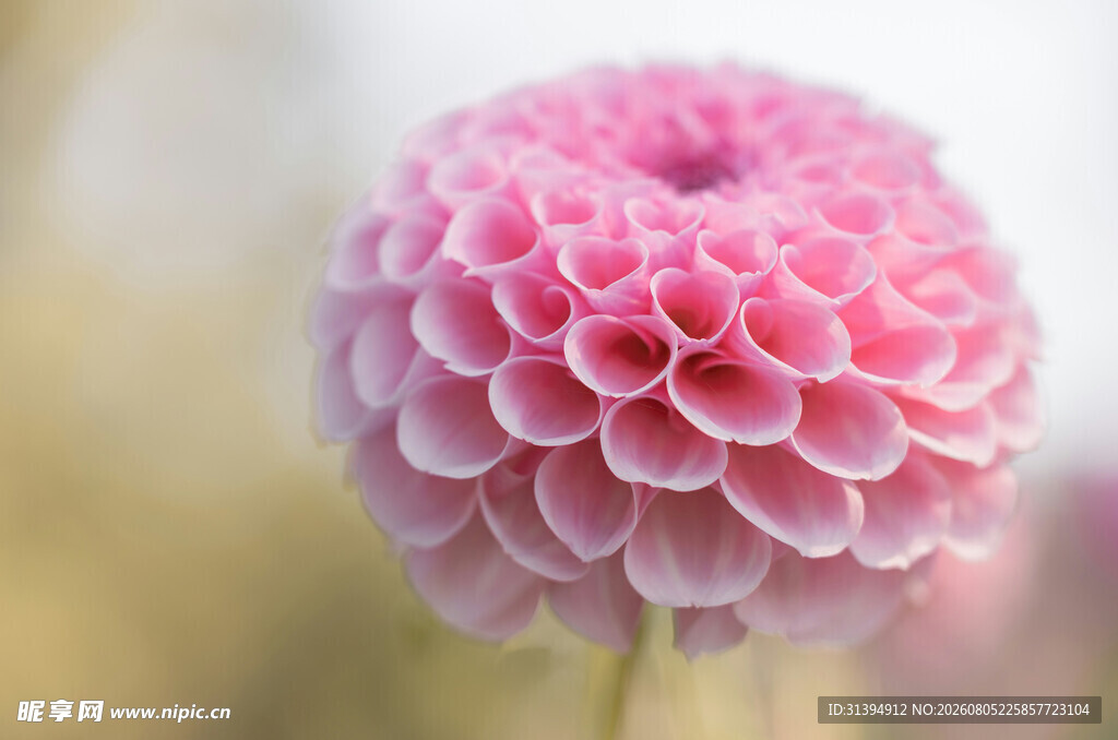 粉色大丽花特写