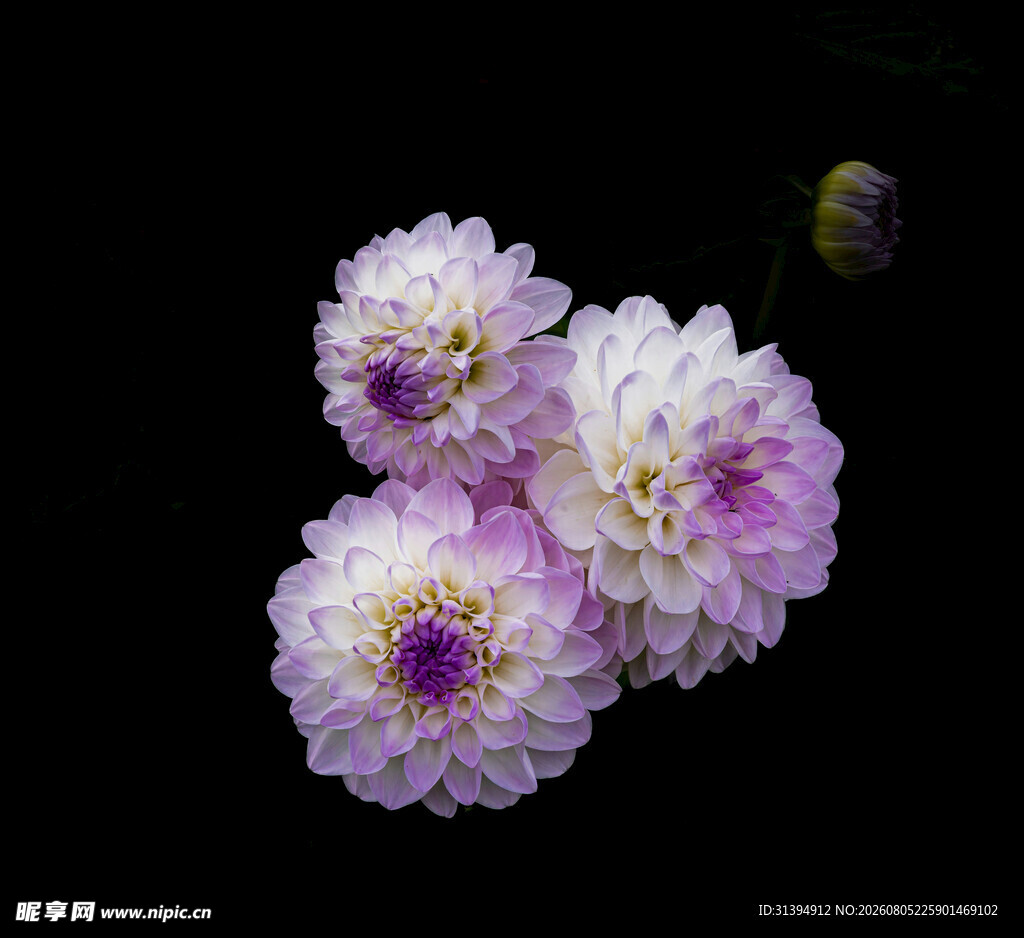 紫白菊花绽放
