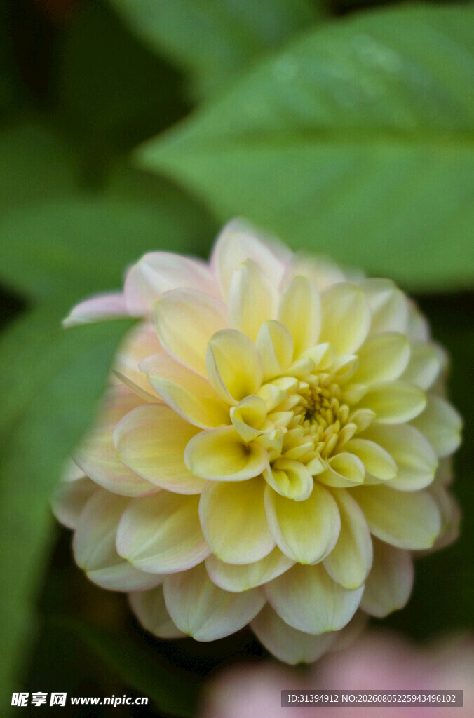 淡色大丽花特写