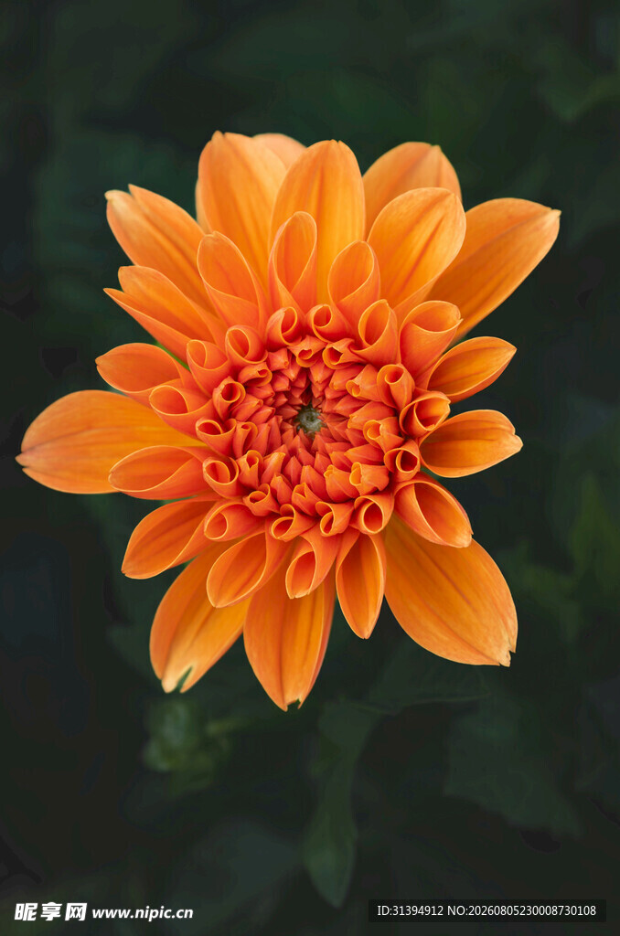 橙色大丽花特写