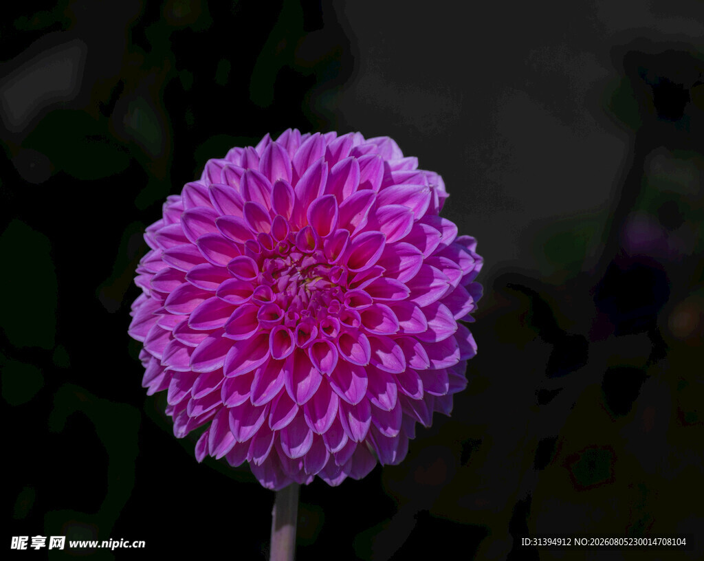 艳丽粉色大丽花特写
