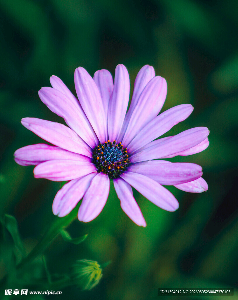 紫色雏菊花特写