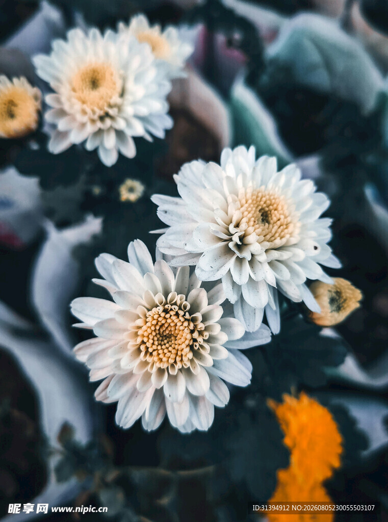 白色菊花特写