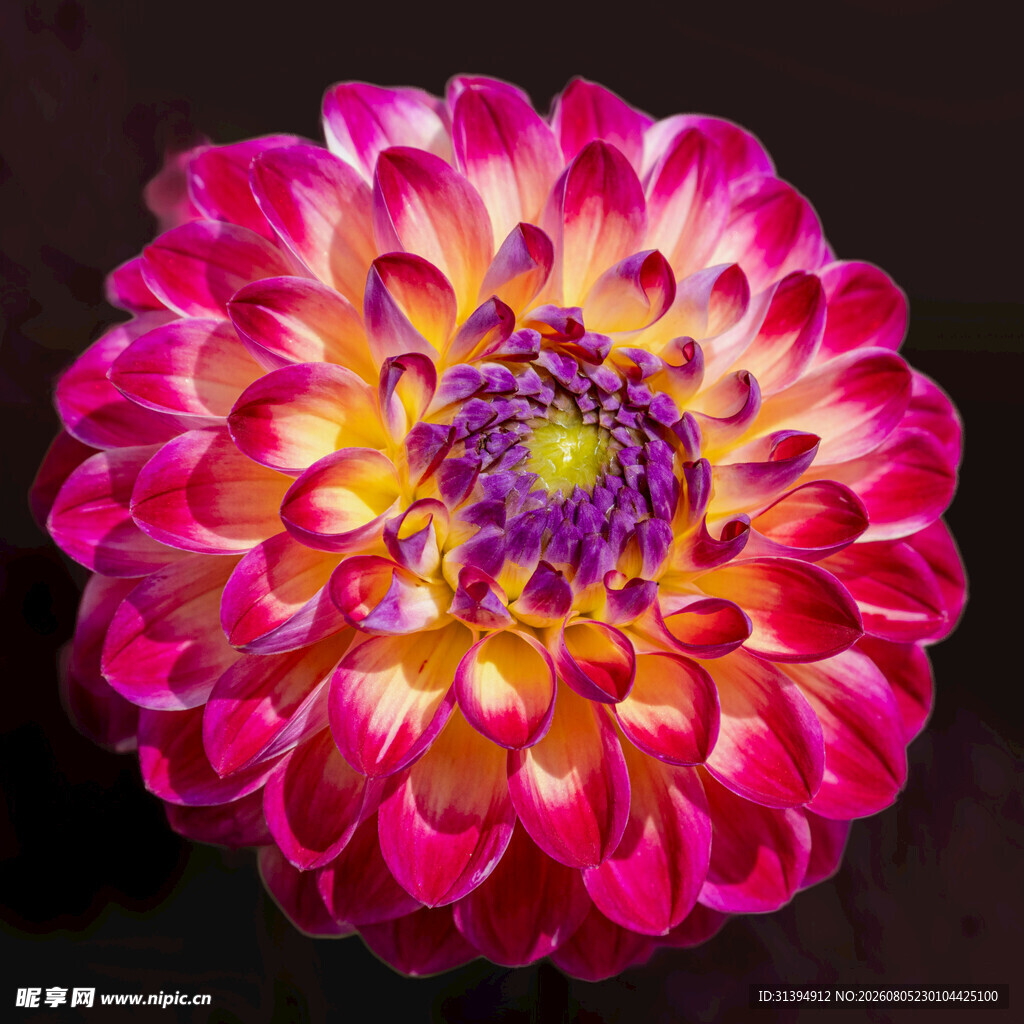 艳丽多彩大丽花特写