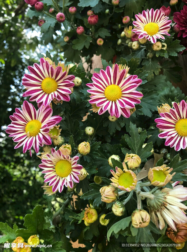多彩菊花绽放
