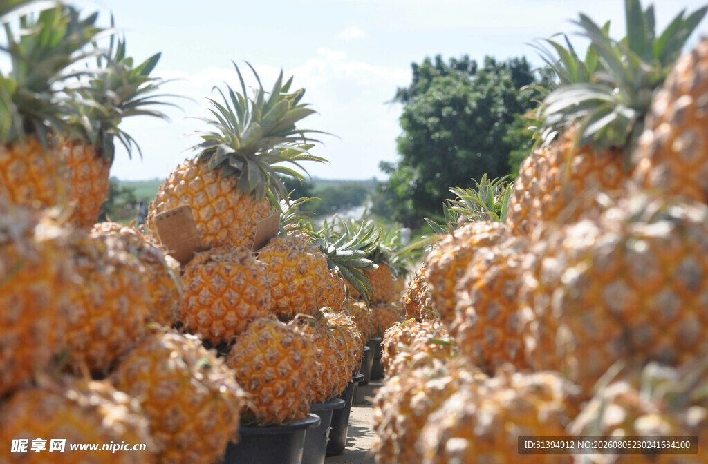 大量新鲜菠萝堆成小山