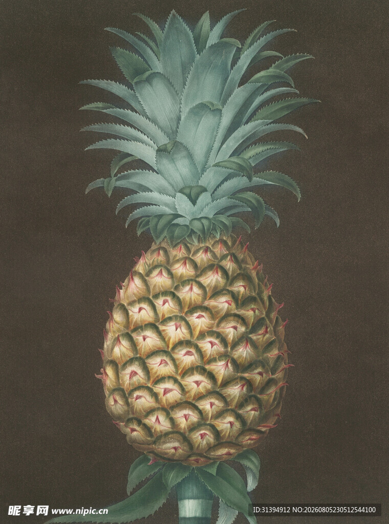 复古风格菠萝插画