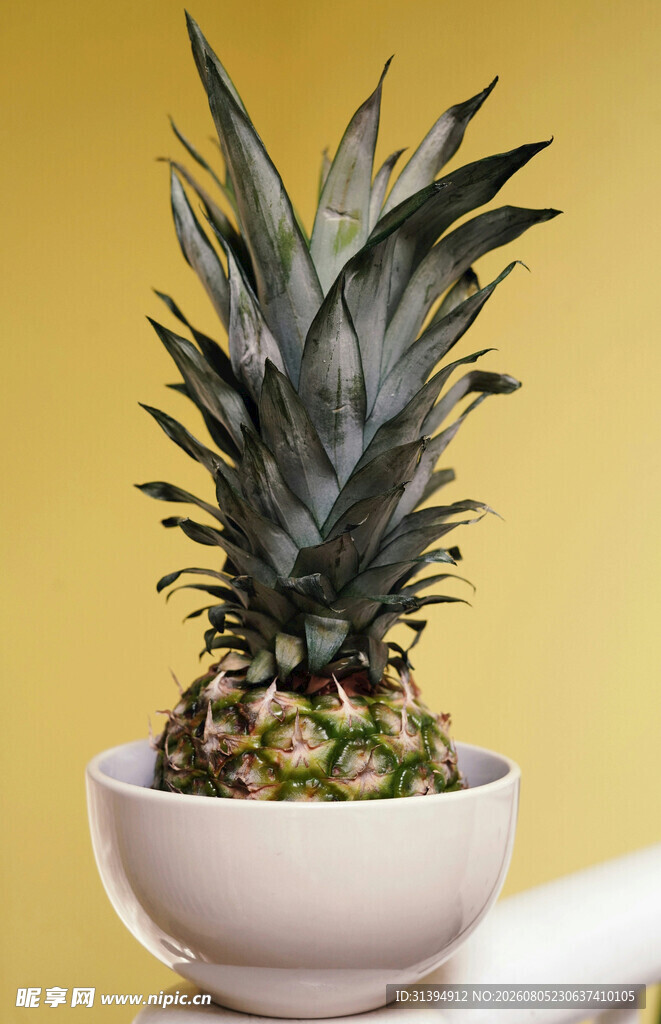 白碗中的迷你菠萝植株