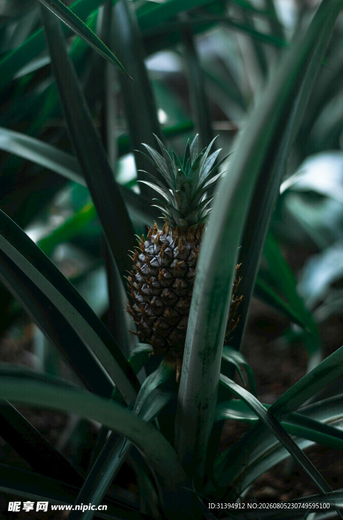菠萝植株中的成熟菠萝