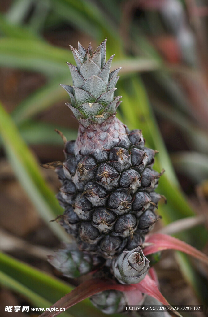 生长中的小菠萝