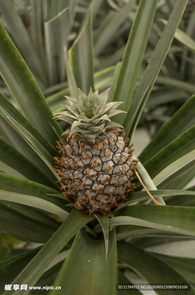 菠萝植株上的成熟菠萝