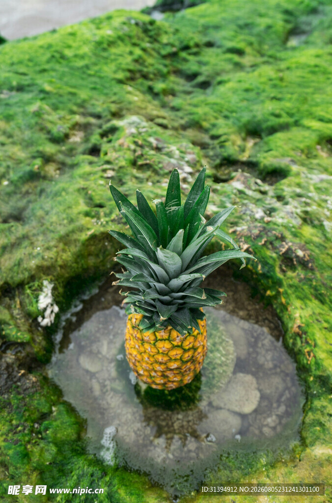 石上生长的新鲜菠萝