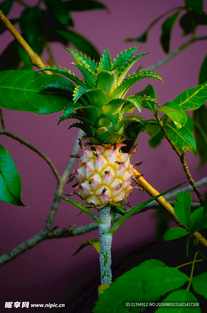 奇特的未成熟菠萝果实