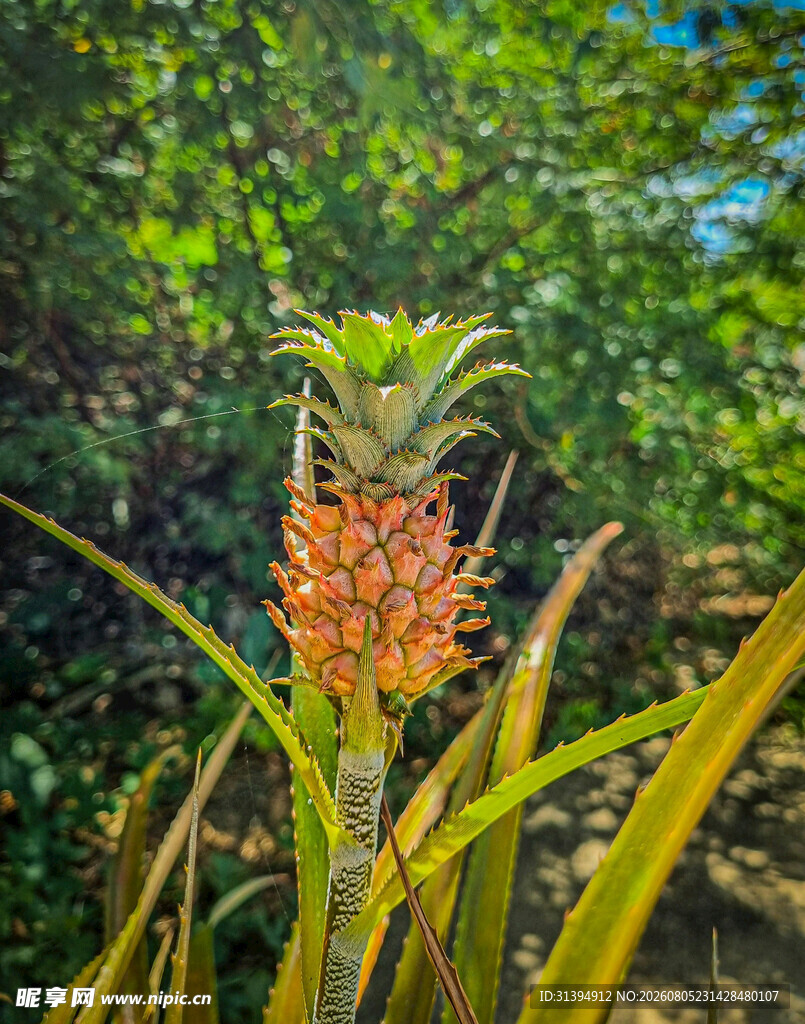 野外绽放的橙色菠萝花