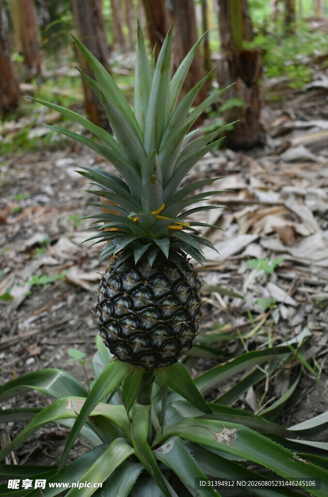 野外生长的新鲜菠萝