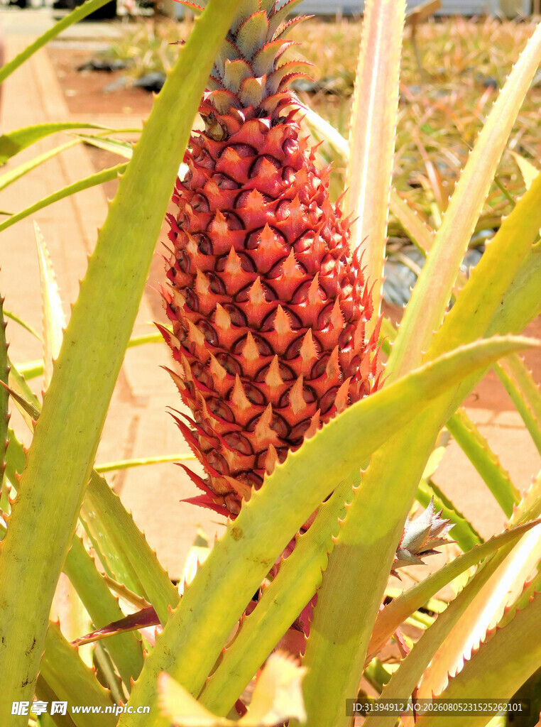 田间成熟的新鲜红菠萝