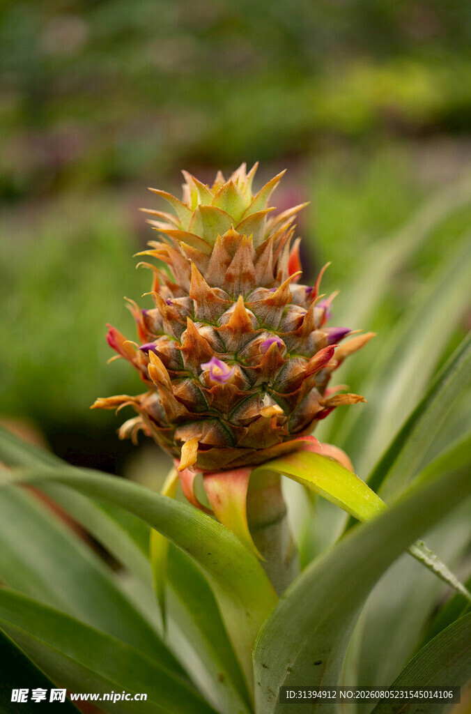 小菠萝植株特写