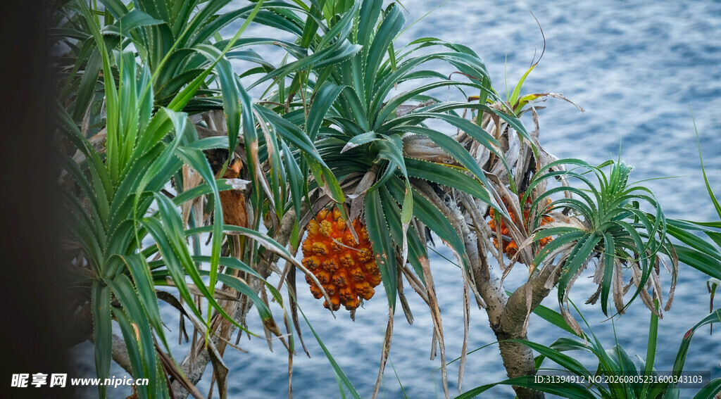 海边的露兜树与橙黄果实