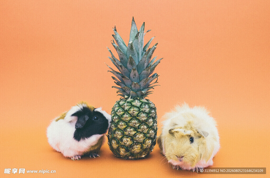萌宠与菠萝的可爱同框