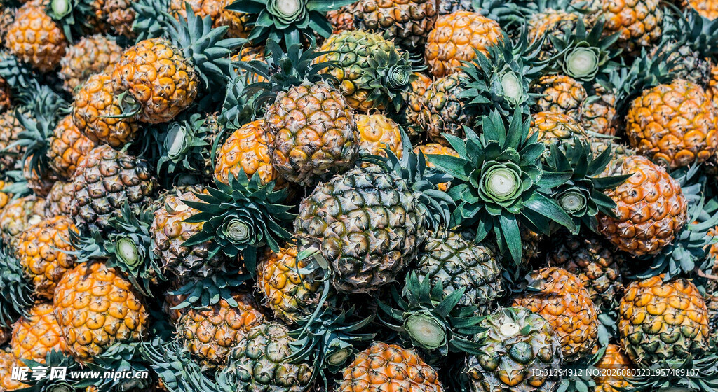 大量新鲜菠萝堆叠