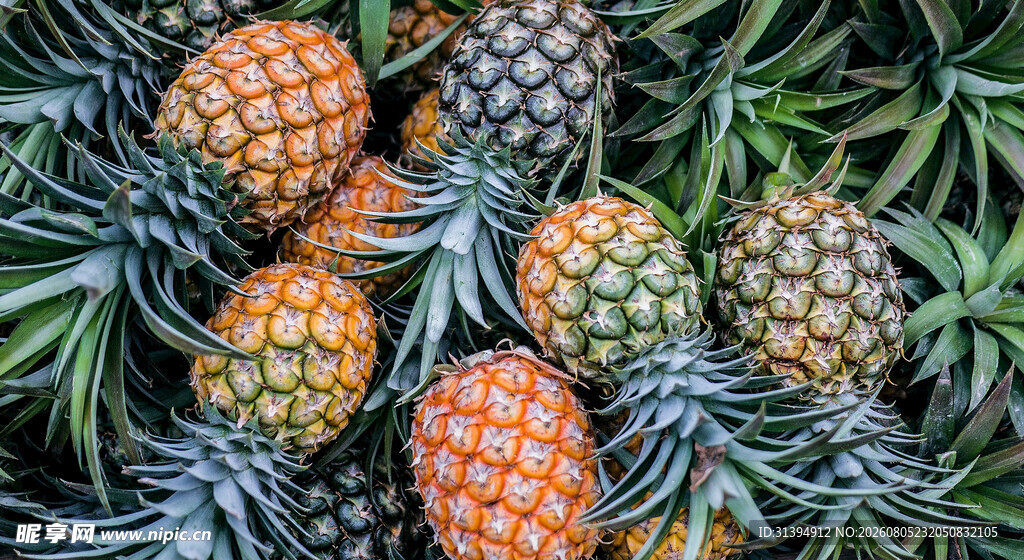 新鲜多彩菠萝堆叠