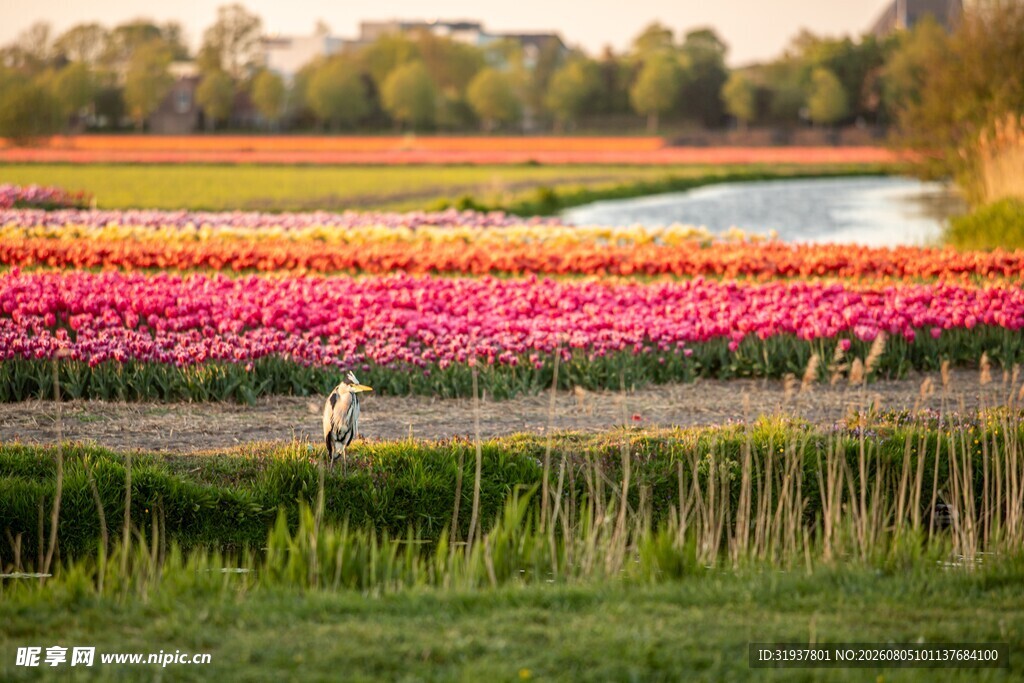 五彩斑斓的郁金香花田