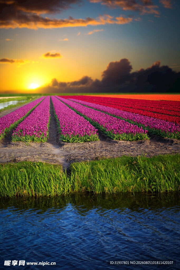 夕阳下绚烂的多彩花田美景