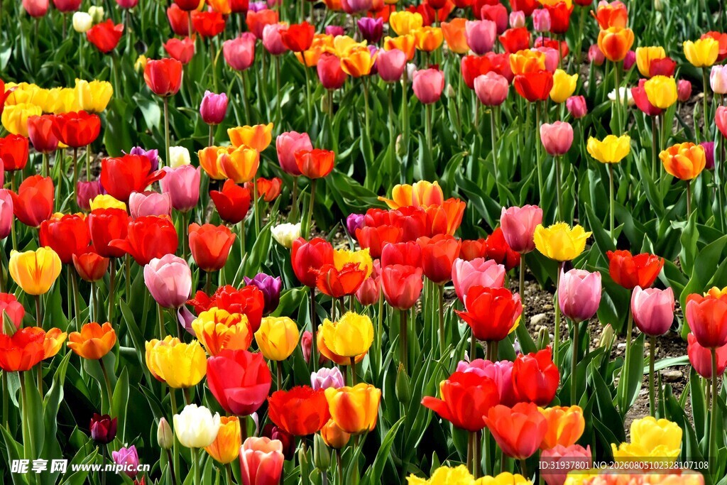 多彩郁金香花海