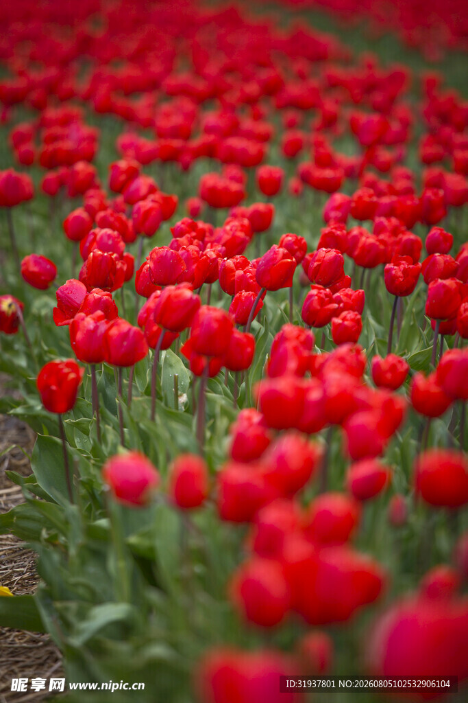 红色郁金香花海