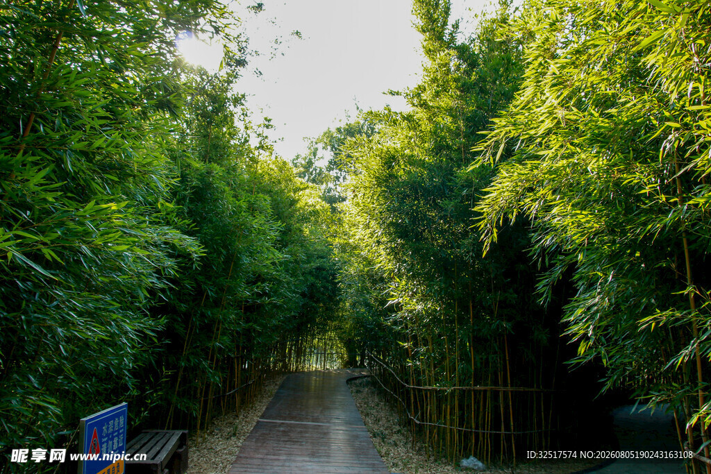 竹林小径静谧自然之景