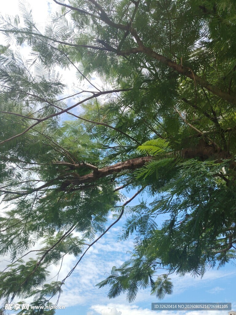 仰视下的繁茂树枝与蓝天