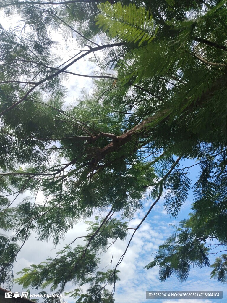 仰视葱郁树冠与蓝天