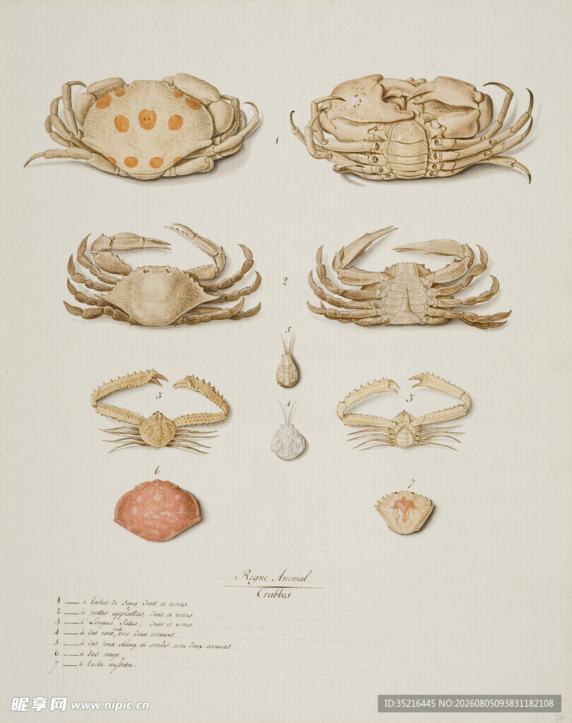 复古风海洋生物插画